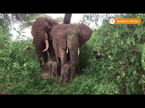 Rare elephant twins born in Kenyan park