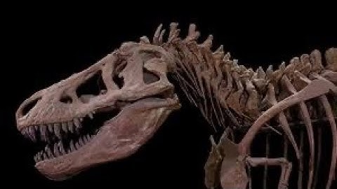 Uncovering the Secrets of Dinosaurs & Fossil