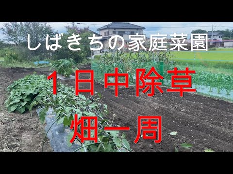 家庭菜園 １日中除草 畑一周 2021年08月11日