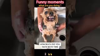 Funny Dogs #doglover #funnydog #viral #funnymoments #funnyvideo  #dogs #funny #petsunited #pets #dog