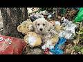 ゴミの中で震えていた… 大晦日目前に捨てられた子犬、消えかけていた命が起こした“奇跡” / Abandoned Puppy’s Incredible Survival Story
