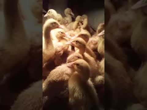 Cute Little Still Fluffy 21 Day Old Duckling Alert   Putting the ducklings to bed