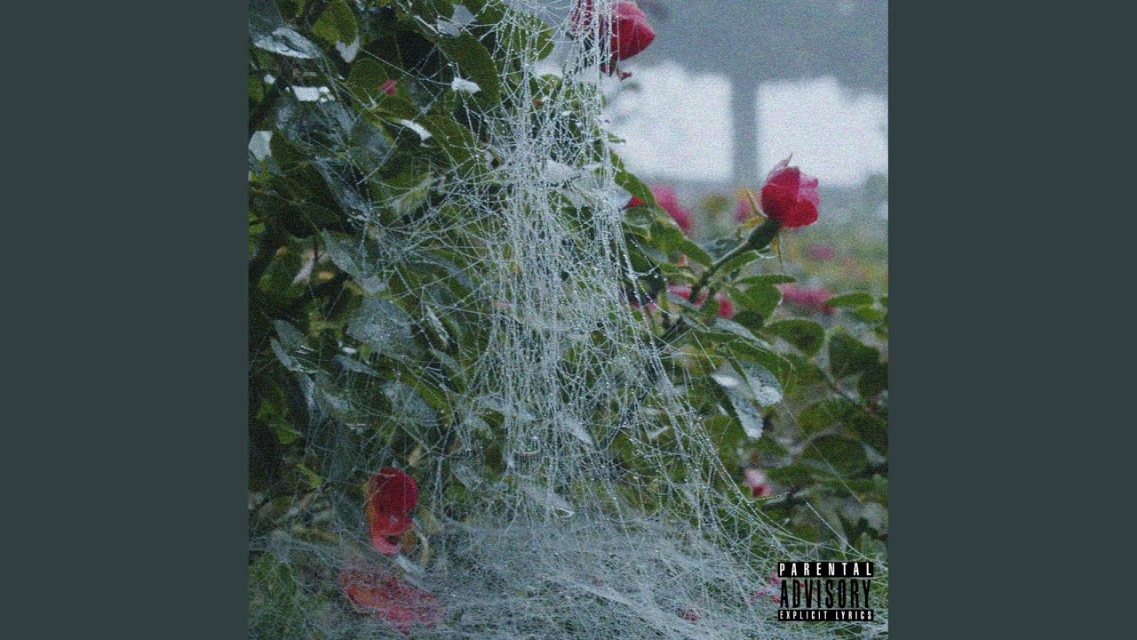 Guarda Rote Rosen su YouTube Guarda Rote Rosen su YouTube