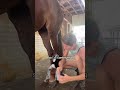 First look at my horses torn tendons after $1000 injection therapy #horse #horsecare #equestrian