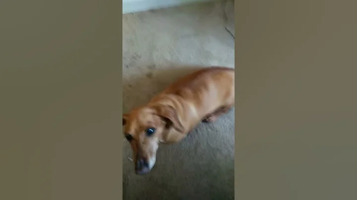 my dog