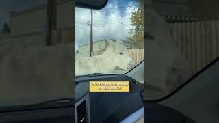 I can't believe this donkey cut me off #funny #animals #roadrage