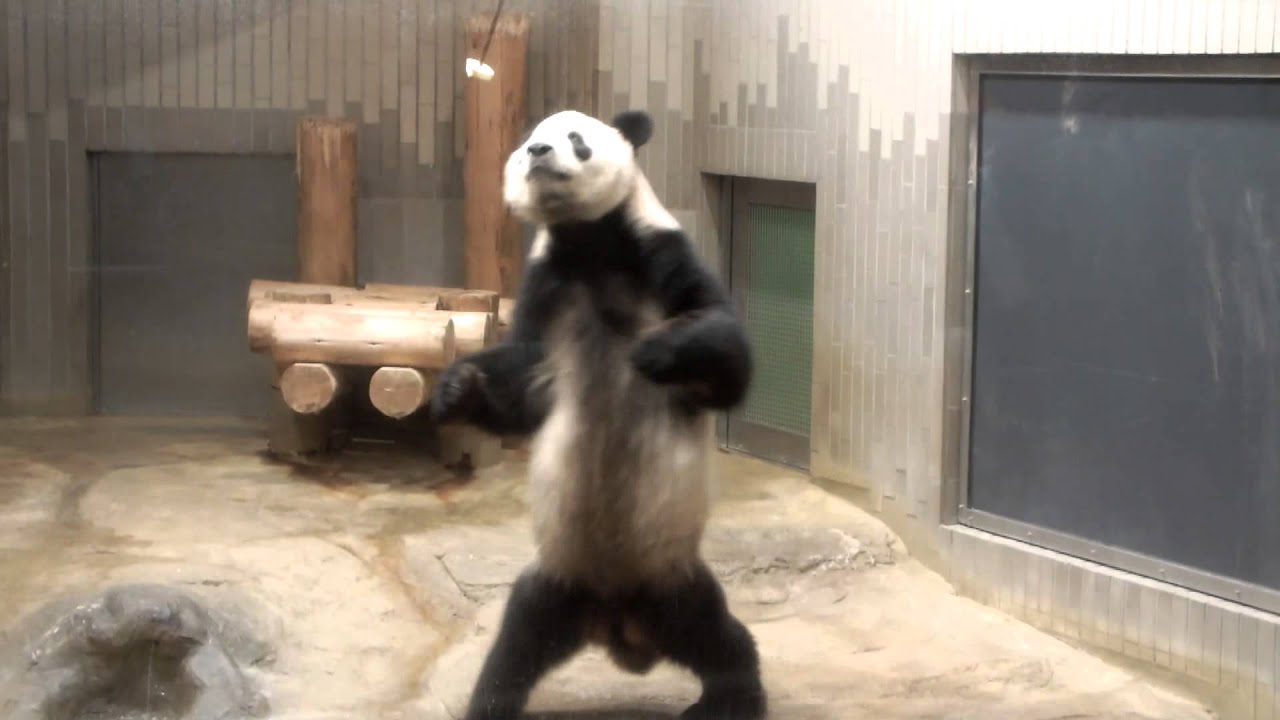 kawaii emoticons Bipedal walking of panda.パンダの二足歩行。
