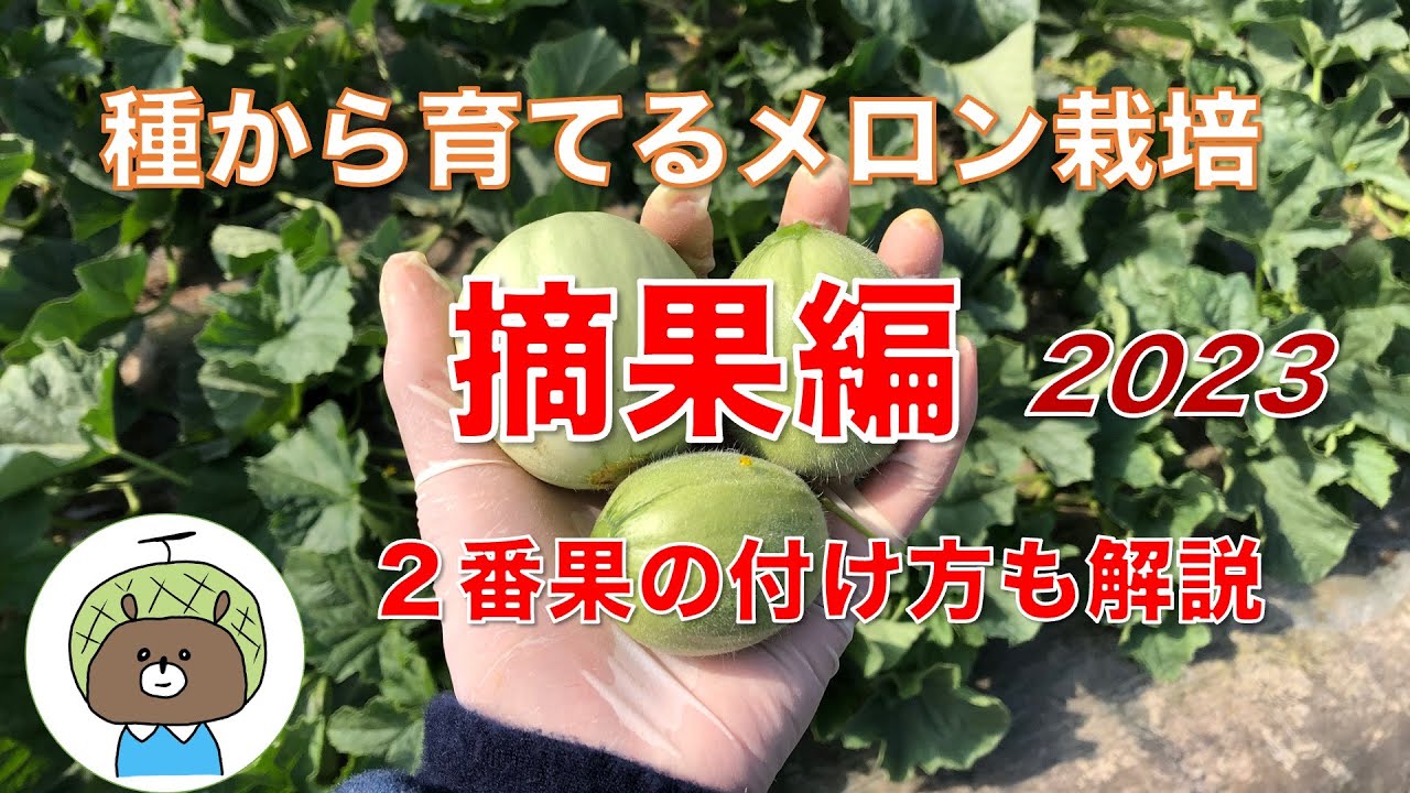 2番果も解説‼︎】種から育てる メロンの摘果をしよう！ - YouTube