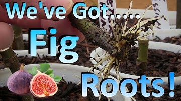 Propagating Fig Cuttings the Easy Way |  The Best Method I