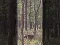 #Deer