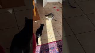 Cats get confused by wriggly bugs.....