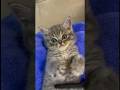 👆🏻 Healed by a cute cat 👆🏻 #Relaxingc#cat#cats#gata#gato#cattus#Katze#chat#قطة#kat#köttur#Mace