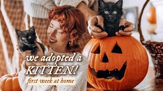 Bringing Home Our New Kitten, Binx 🍂 first days at home by Darling Desi 190,182 views 1 year ago 38 minutes