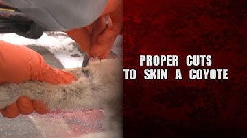Proper cuts to skin a coyote - Fred Eichler