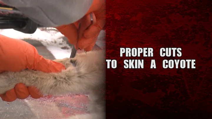 Proper cuts to skin a coyote - Fred Eichler
