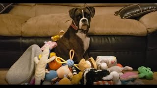 AKC Trick Dog Performers test  Bouncer the Boxer Dog