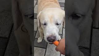 ഞായറാഴ്ച ഇതാണ് തിന്നാൻ തന്നത് #dog #viralvideo #labrador
