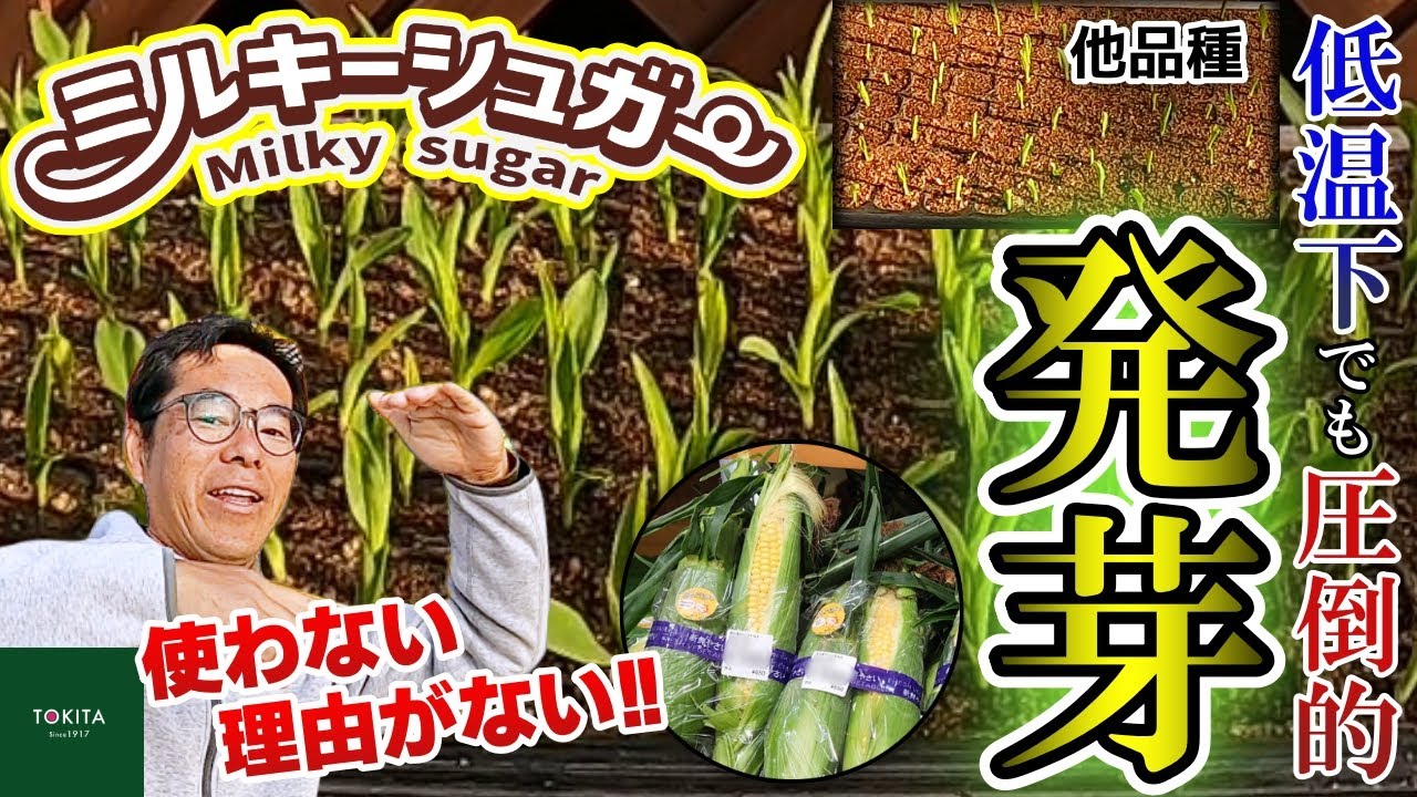 New Variety] This is the new generation of corn! 