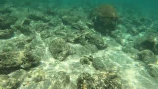 Snorkling at Poipu Beach - Swimming with the turtle 7/9/23