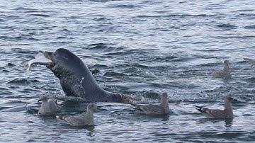 The Surprising Connection Between Salmon and Redwood Forests | Tending Nature | PBS SoCal