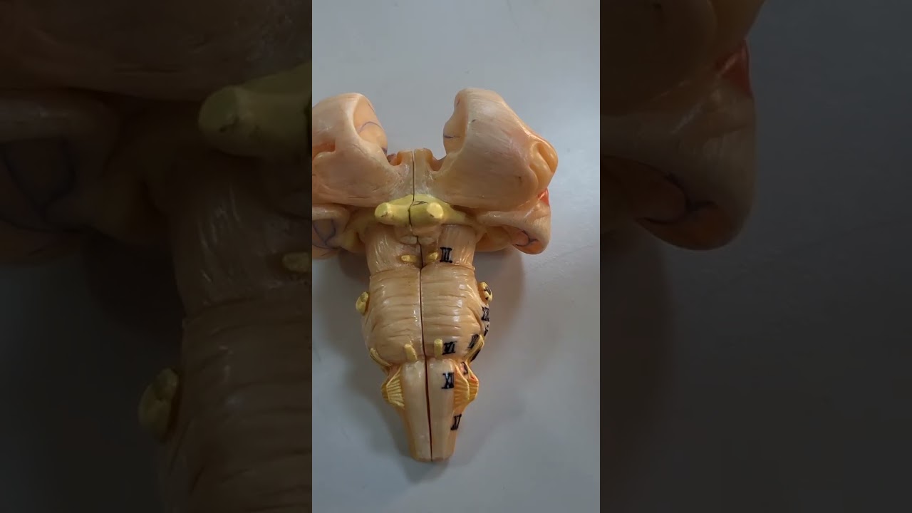 Nervus cranialis kafa çiftleri  6- 12.  sinirler