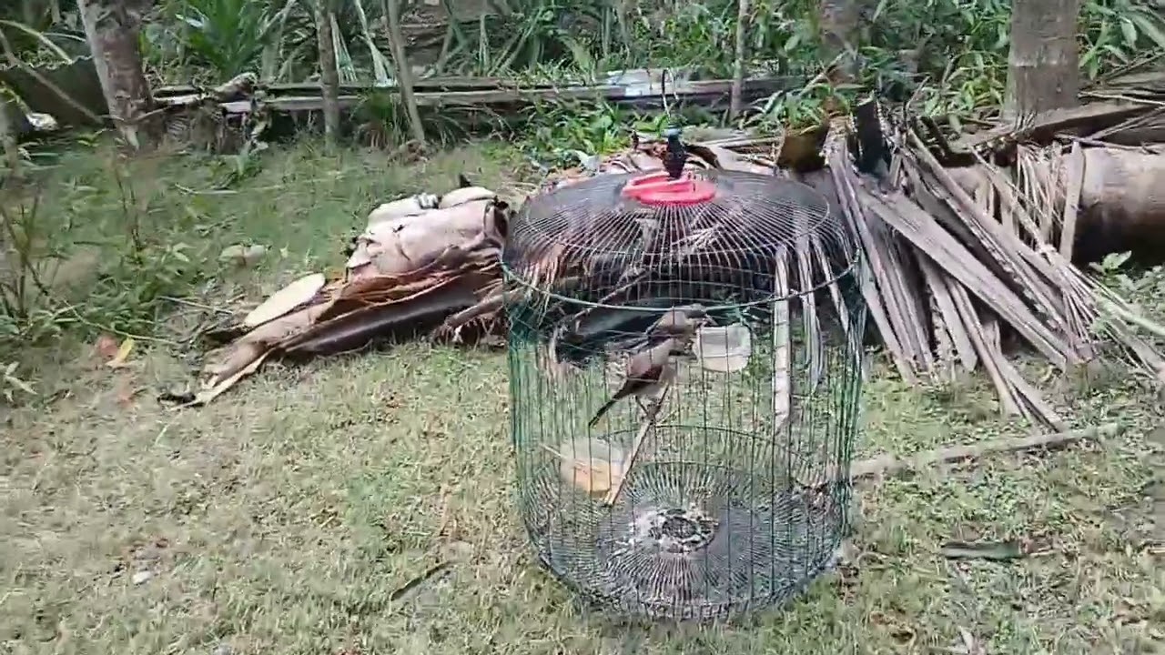 Trik MerawatvBurung Cendet Agar Cept Jinsk