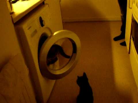 Video: En Ulykke Som Kan Forhindres: Katten Dør Tragisk I Vaskemaskinen