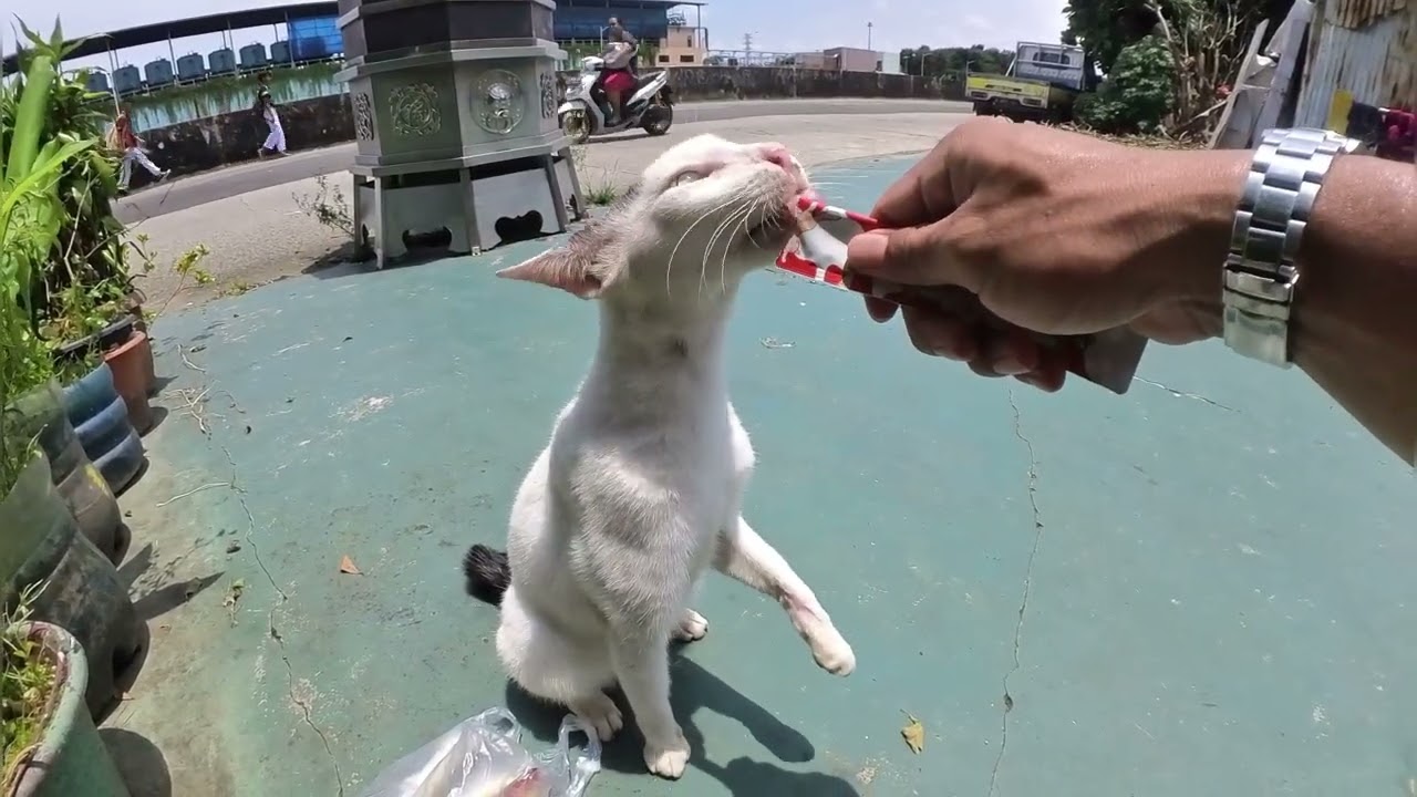 Berdiri dengan tegak sambil di suapin di sinari matahari  bikin gemes  asli