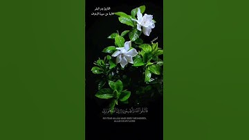 القارئ بدر البشر تلاوة خاشعة من سورة الزخرف
