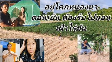 อยู่โคกหนองนากลับอ๋อมแอ๋มอั่งเปา ตอนเย็นต้องไปนอนเฝ้าไร่มันนาดง 03/06/67