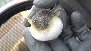 野生のフグを釣ってペットにする