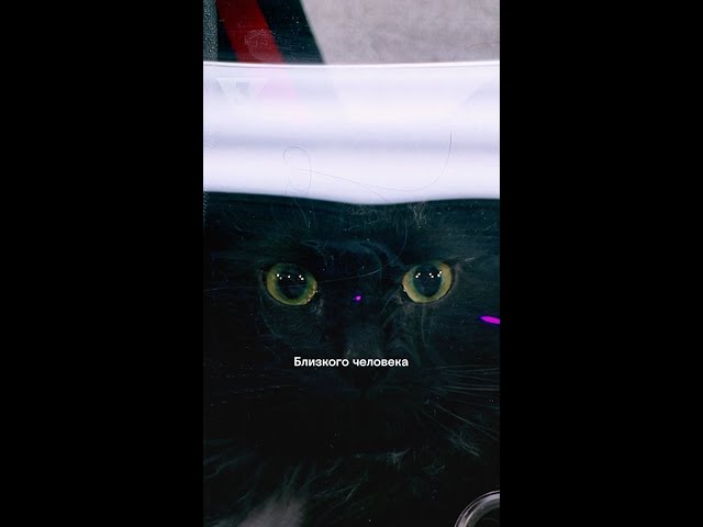 Подобрал кота на кладбище и теперь жалеет | Кадони шоу | ТВ-3