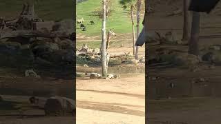 A Beautiful Giraffe & A Gang Of Rhinos-San Diego Zoo-Creative Kids