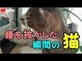 子猫が驚きすぎて腰を抜かした瞬間!