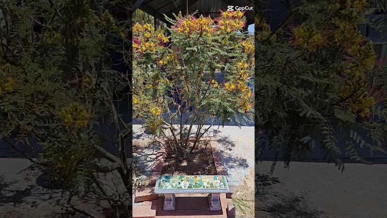 yellow desert bird of paradise 🏜️