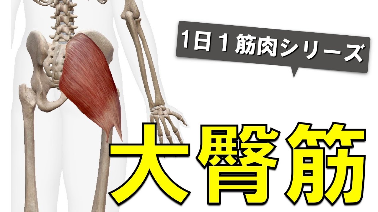 【1日1筋肉×大臀筋】人体最大の筋体積をもつお尻の筋肉：大臀筋の起始停止と作用について