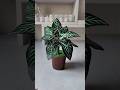 DIY How to make plant very easily using clay 🪴 #youtubeshorts #viralshorts #diy