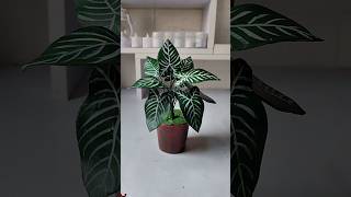 DIY How to make plant very easily using clay 🪴 #youtubeshorts #viralshorts #diy