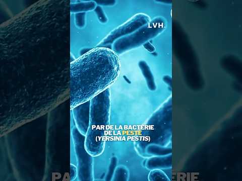 Vidéo: La peste bubonique se propage-t-elle facilement ?