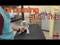 Summer cut  shih tzu  mj farm life