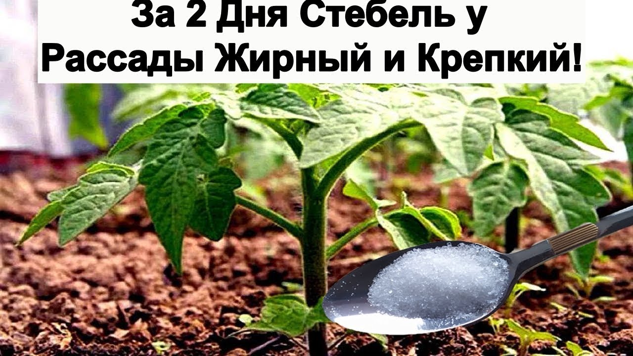 Новинка 2024 Янтарная кислота для здоровой и мощной рассады