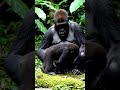 Gorilla 💕 little Gorilla #shorts #wildlife#naturelovers #cuteanimals #viral #fyp #global #worldwide