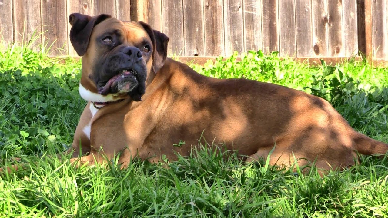 camera iphone 8 plus apk OLIVER - ADOPTED