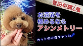 プードルのデザインカット 天使の羽 に挑戦 Youtube プードルのデザインカット 天使の羽 に挑戦 Youtube