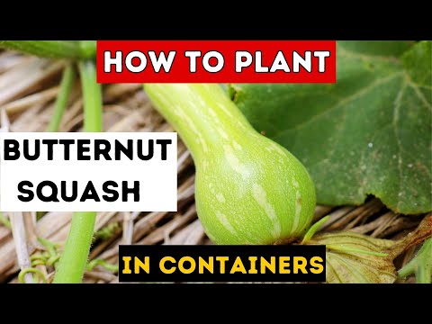 How to Plant Butternut Squash in Containers (How to Grow Butternut Squash in Containers)