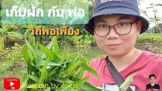 เก็บผักกับพ่อ วิถีพอเพียงในชนบท #learningbydoing #gardening #เกษตรพอเพียง