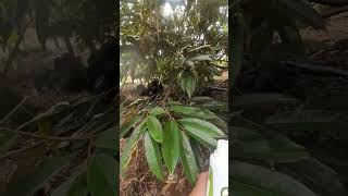 Chia Sẻ Cách Sử Dụng Sản Phẩm Bio 36 Của Anh Nông Nghiệp