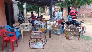 🔥🔥🐦fogueo de canario en pelaya cesar🐦🔥🔥#video #viral #canario screenshot 2