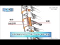 頸椎後縦靭帯骨化症／2分で分かる医療動画辞典　ミルメディカル