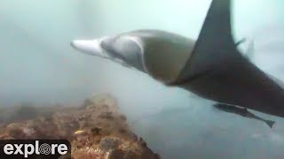 Huge Manta Ray swims by Shark Cam